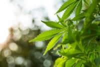 acmpr calculator|Production of cannabis for your own medical purposes.